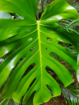 8 tricks to teach you to grow beautiful Monstera